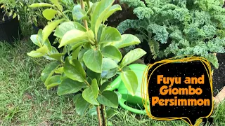 Fuyu and Giombo Persimmons