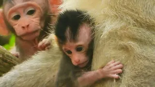 Poor baby Calvin's miserable life | Old monkey capture Calvin from Chiko