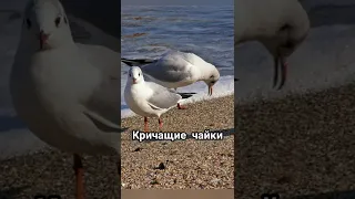 Чайки кричат