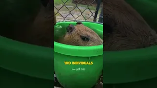 Facts About CapyBara | interesting facts