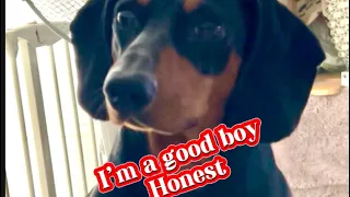 One stubborn dachshund 🤣🤣#fyp #dachshund #doglover #ytshorts #youtubeshorts #funny #cute #attitude
