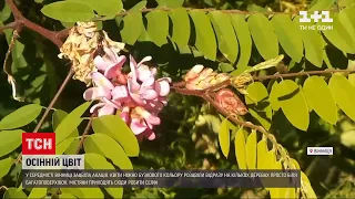 Новини України: у середмісті Вінниці зацвіла акація