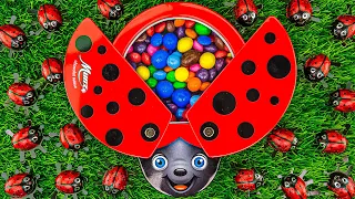 Most Satisfying Video | Fruit Skittles & Glossy M&M's in LadyBug Full of Tasty Candy ASMR #500