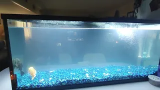 Bacterial Bloom in new tank set up!!! part 1