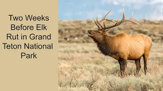 Two Weeks Before Elk Rut in Grand Teton National Park