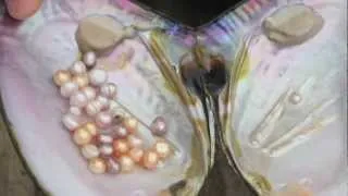 How Honora Freshwater Pearls Are Grown