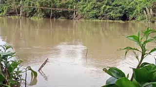 mancing ikan nila besar di sungai way bungur