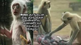 இனம் என பிரிந்தது போதும் என நேகிள வைக்கும் குரங்குகள்.Langur monkey 🐒 Vs Robo monkey in forest
