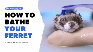 How to BATHE Your Ferret | Ferret Care