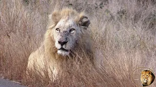 Latest But NOT The Best Sighting Of Casper The White Lion