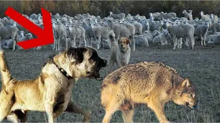 Super Male Kangal saves its Female from Wolves!!!