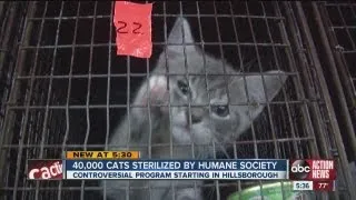 The Humane Society of Tampa Bay sterilizes 100 cats per week in feral cat program