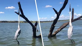 Der Mann hat eine Gänsehaut, als er mit einem Messer den Graureiher losschneidet