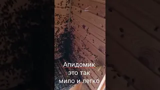 Апидомик для тех кто без пчёл.