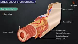 Structure of stomach wall  - Animation