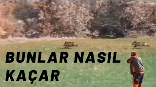 KÖPRÜBAŞI ESAT MEVKİİ DOMUZ AVI (TURKEY WİLD BOAR HUNT)(Caccia Al Cinghiale Di Tacchino)