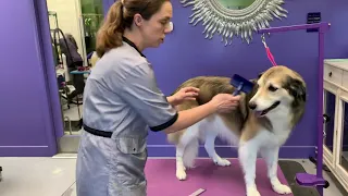 Annie’s Groom - Great Pyrenees/Collie Mix