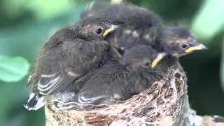 Grey Fantails. From hatchlings to fledglings.