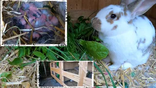 Kaninchen hat Babys bekommen