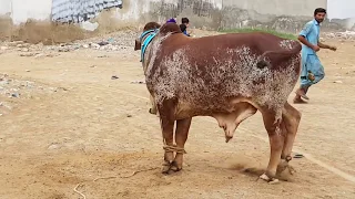 Beautiful #Bull #qurbani in saadi #Town Must #Watch, #2018.