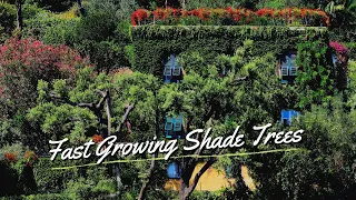 10 Best Fast Growing Shade Trees For Yard 🏠🌲🌳