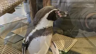 Penguin Coast Buffet