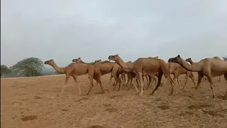 A Beautiful Camel Carvan following It's Leader || قافلة الجمال في الصحراء||جمل في الصحراء||ऊंटकारवां