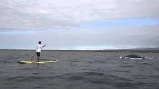 Accidental Whale Encounter on a SUP!