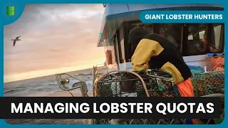 Lobster Quota Management - Giant Lobster Hunters - Documentary