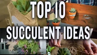 Top Ten Succulent Projects: P. Allen Smith (Tips & Ideas)