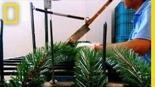 How Christmas Trees Are Made | I Didn't Know That