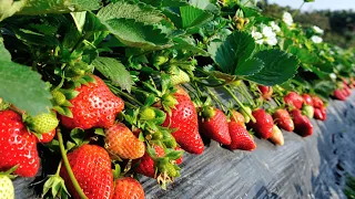 Awesome Hydroponic Strawberries Farming Modern Agriculture Technology Strawberries Harvesting​ No. 1