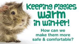 How to Keep GUINEA PIGS  WARM in WINTER | Protect OUTDOOR Guinea Pigs from the COLD!