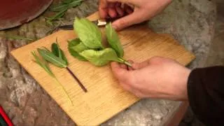 How to take softwood or soft tip cuttings