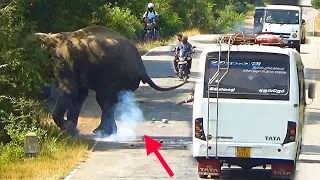 The elephant,which was bothering the buses on the road,ran into the forest in fear of elephant shots