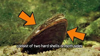 The Importance of Freshwater Mussels