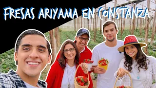 Fresas Ariyama en Constanza | Mauricio López