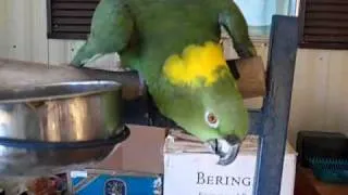 Yellow nape Parrot talking