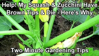 Identifying Male & Female Squash & Zucchini Flowers and Browning Squash & Fruit :Two Minute TRG Tips