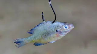 Bluegill for Catfish Bait