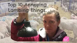 Top 10 Annoying Lambing Things.  |   Vlog 43