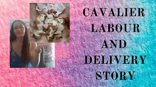 CAVALIER KING CHARLES SPANIEL- LABOUR AND DELIVERY STORY