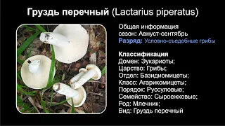 Груздь перечный (Lactarius piperatus)