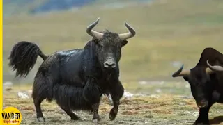 Esta Es La Razón Por La Que este Toro Salvaje es Temido Por Leopardos, Lobos, Osos