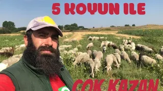 5 GEBE KOYUN 20 TANE KOYUNDAN DAHA KAZANÇLI / 20 KOYUN NE KAZANDIRIR