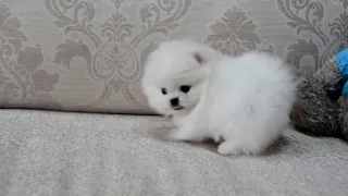 Померанский шпиц белого окраса мальчик.Pomeranian white color boy.  www.elitdog.com