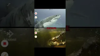 great white shark vs saltwater crocodile