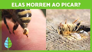 Por que as ABELHAS MORREM ao PICAR? 🐝 | Curiosidades sobre Animais