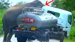 Shocking Encounter: Elephant In A Frenzy Attacks Milk Truck