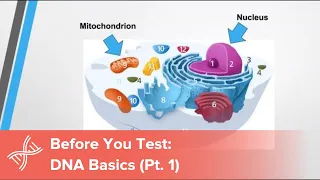 Before You Test: DNA Basics You Need to Know, Part 1